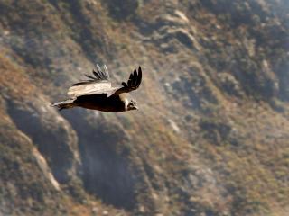 Colca Canyon Tour