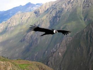 Condor Sighting Cusco