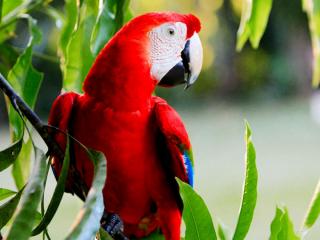 Manu National Park Tour